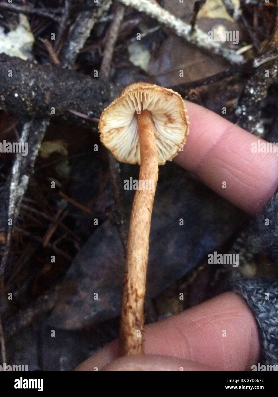 Châtaignier Dapperling (Lepiota castanea) Banque D'Images