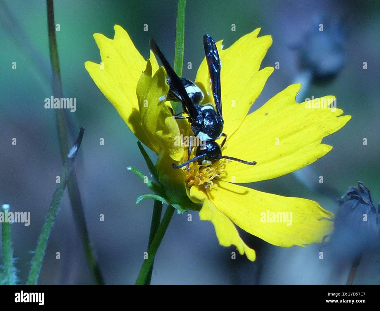 Guêpe de maçon à quatre dents (Monobia quadridens) Banque D'Images