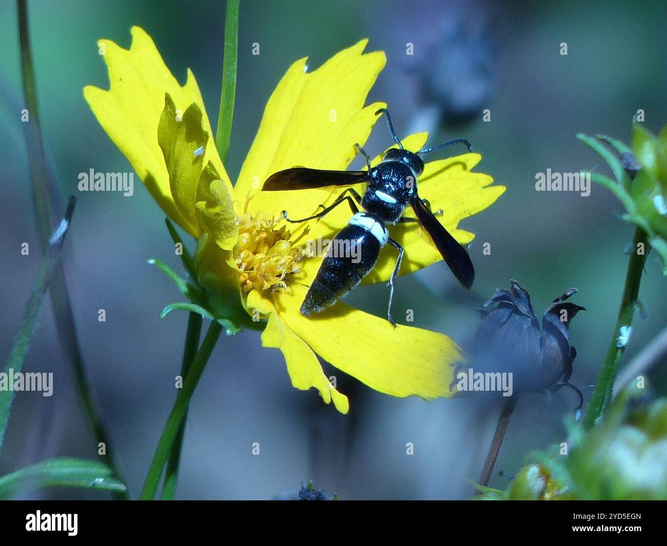 Guêpe de maçon à quatre dents (Monobia quadridens) Banque D'Images