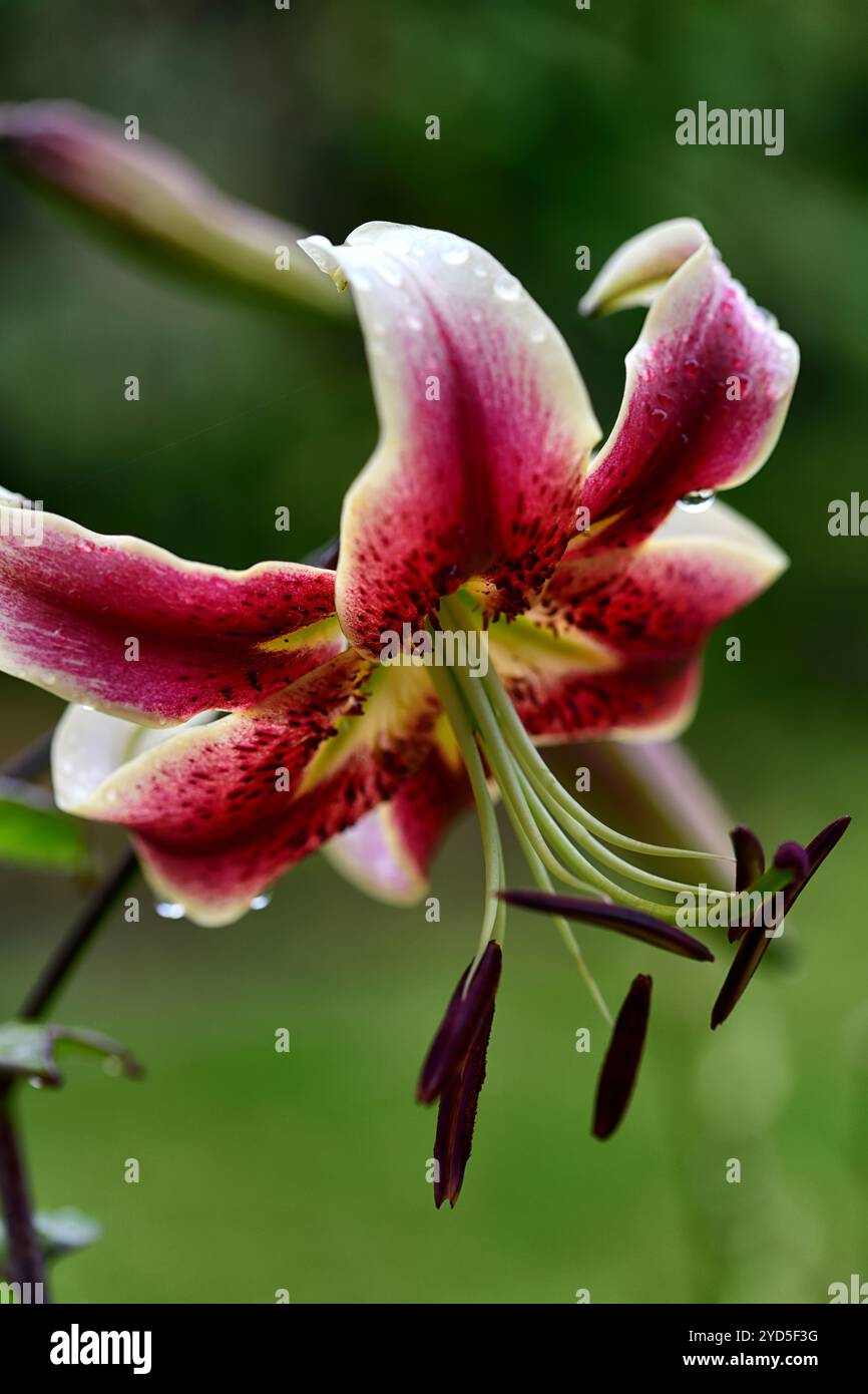lilium Scheherazade, Orienpet Lily Scheherazade, grandes fleurs rouges et jaunes, floraison durable, parfumé, parfumé, floraison, RM Floral Banque D'Images