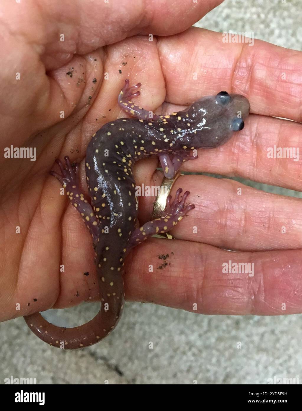 Salamandre arboricole (Aneides lugubris) Banque D'Images