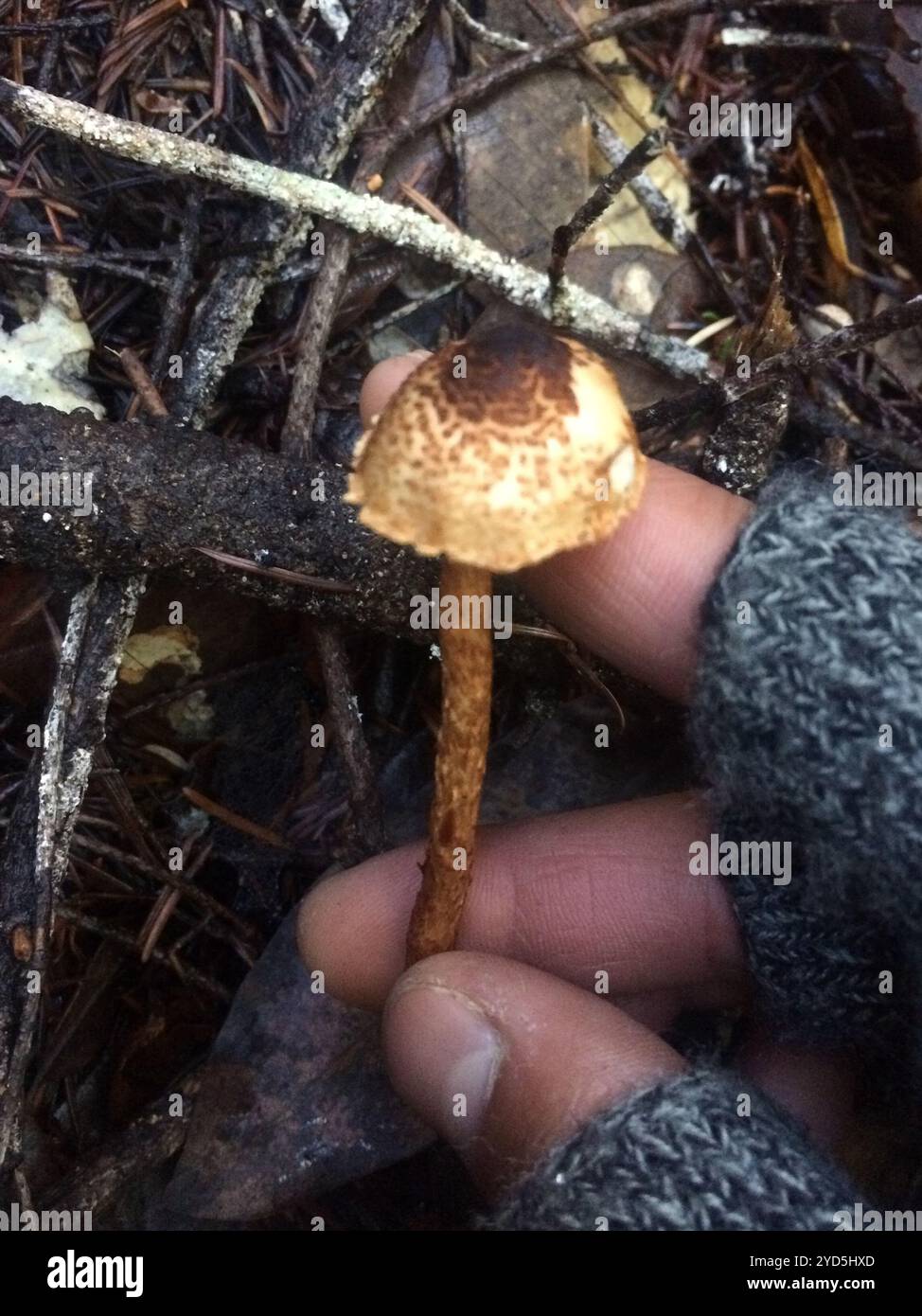 Châtaignier Dapperling (Lepiota castanea) Banque D'Images