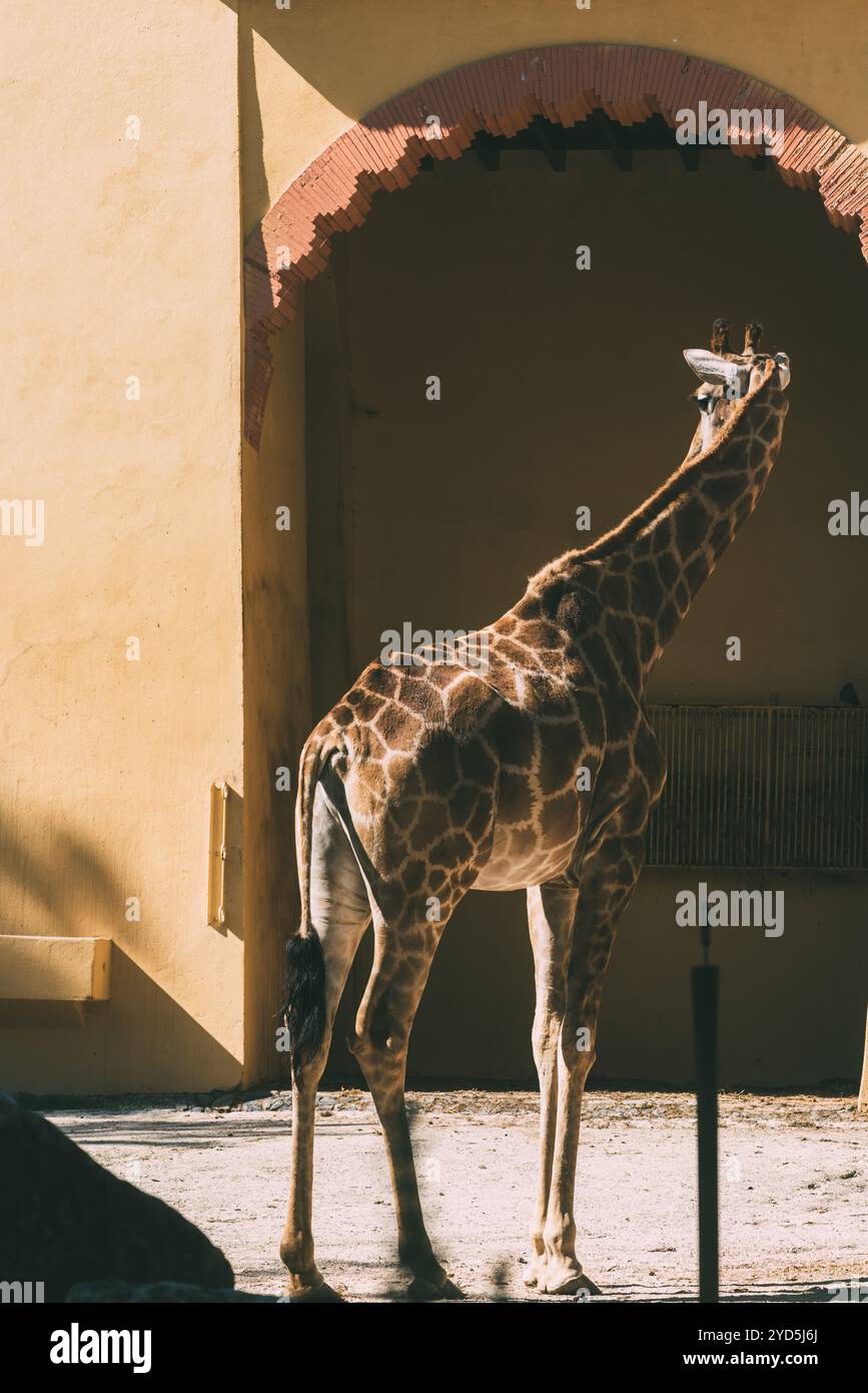 La girafe étire son cou vers le ciel, se prélassant dans la chaude lumière du soleil. Les murs dorés de l'enceinte créent une belle toile de fond Banque D'Images