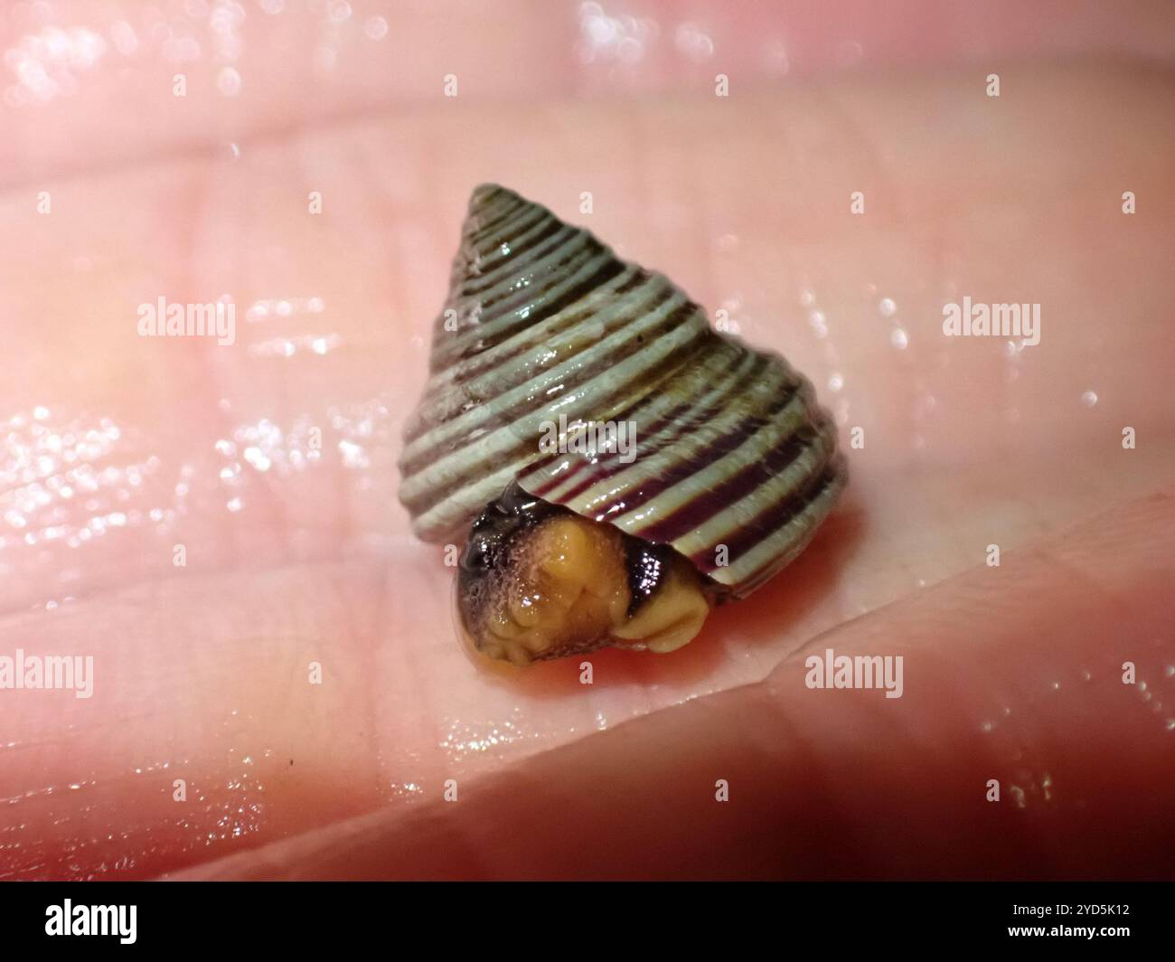 Escargot supérieur à anneaux bleus (Calliostoma ligatum) Banque D'Images