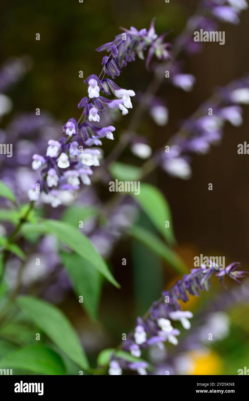 salvia phyllis fantaisie, fleurs blanches bleu lavande, florifère, salvia à floraison tardive, salvias à floraison, RM Floral Banque D'Images