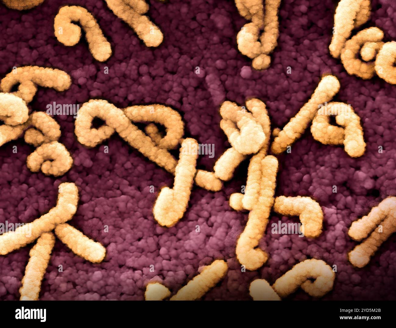 Micrographie électronique à balayage colorée des particules du virus de Marburg (jaune) bourgeonnant et attachées à la surface d'une cellule VERO E6 infectée. Banque D'Images