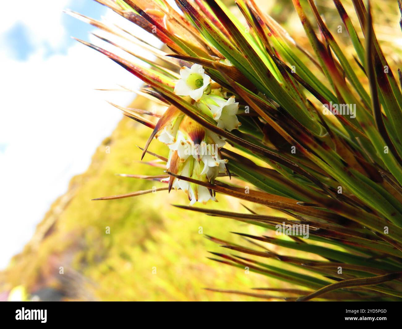 Inaka (Dracophyllum longifolium) Banque D'Images