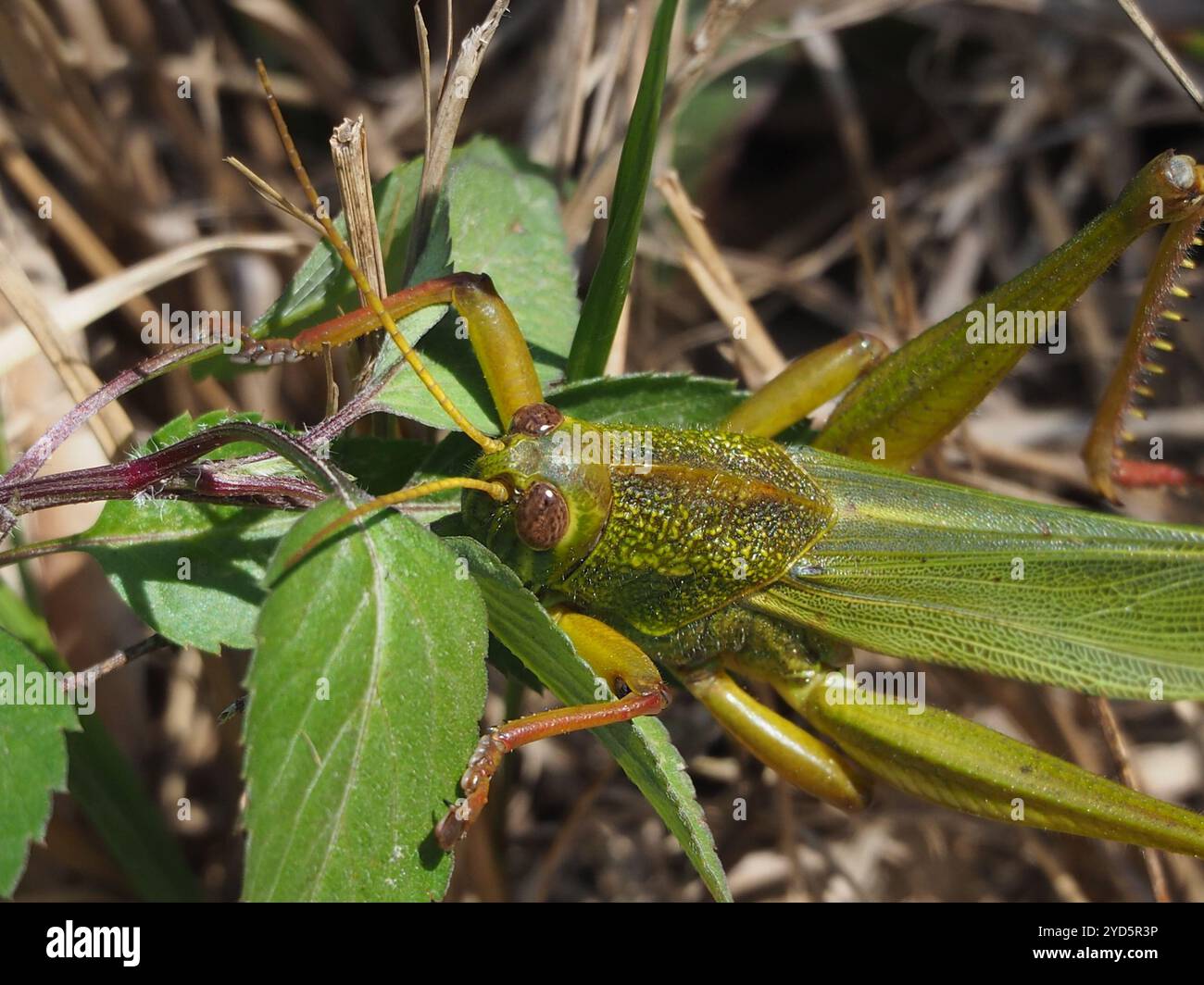 Grande sauterelle verte (Chondracris rosea) Banque D'Images
