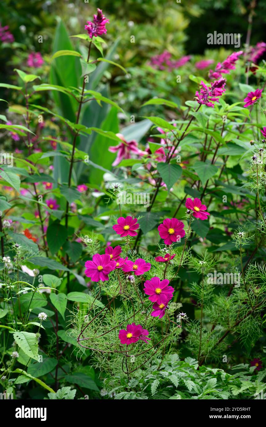 cosmos Dazzler, Salvia involucrata boutin, fleurs rouges roses, annuelles et vivaces, annuelles et vivaces, lit mixte, frontière mixte, frontière chaude, jardin, jardins Banque D'Images