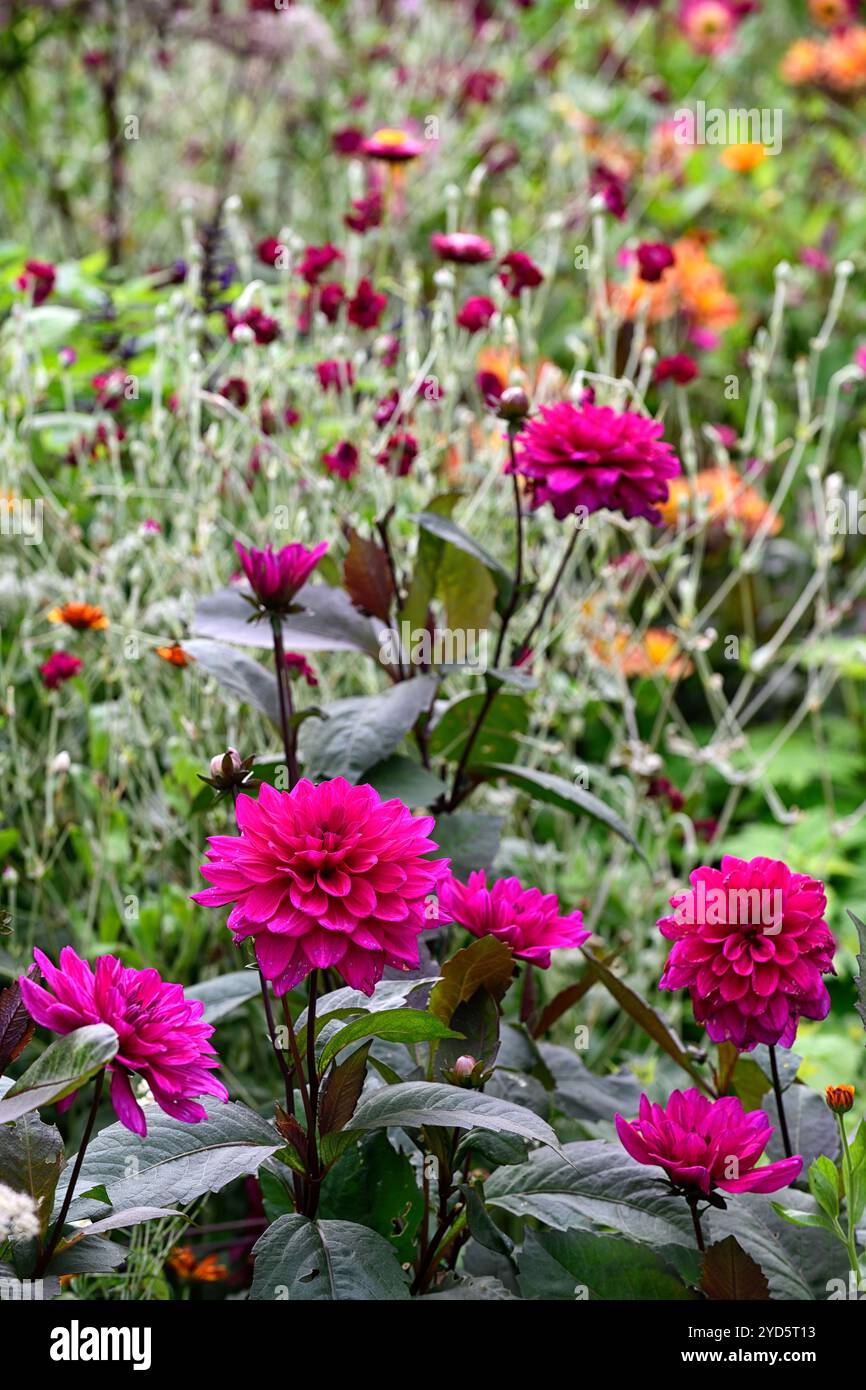 Dahlia Marcel Dassault ; salvia amistad ; fleurs violettes et magenta ; fleurs de dahlia et de salvia ; fleurs de dahlias et de salvia ; lit mixte ; bordure mixte ; chaud Banque D'Images