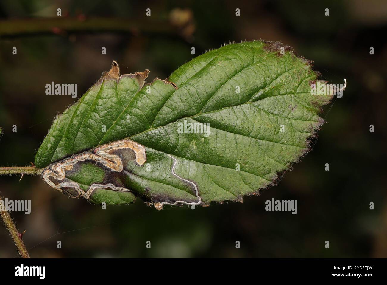 Golden Pigmy (Stigmella aurella) Banque D'Images