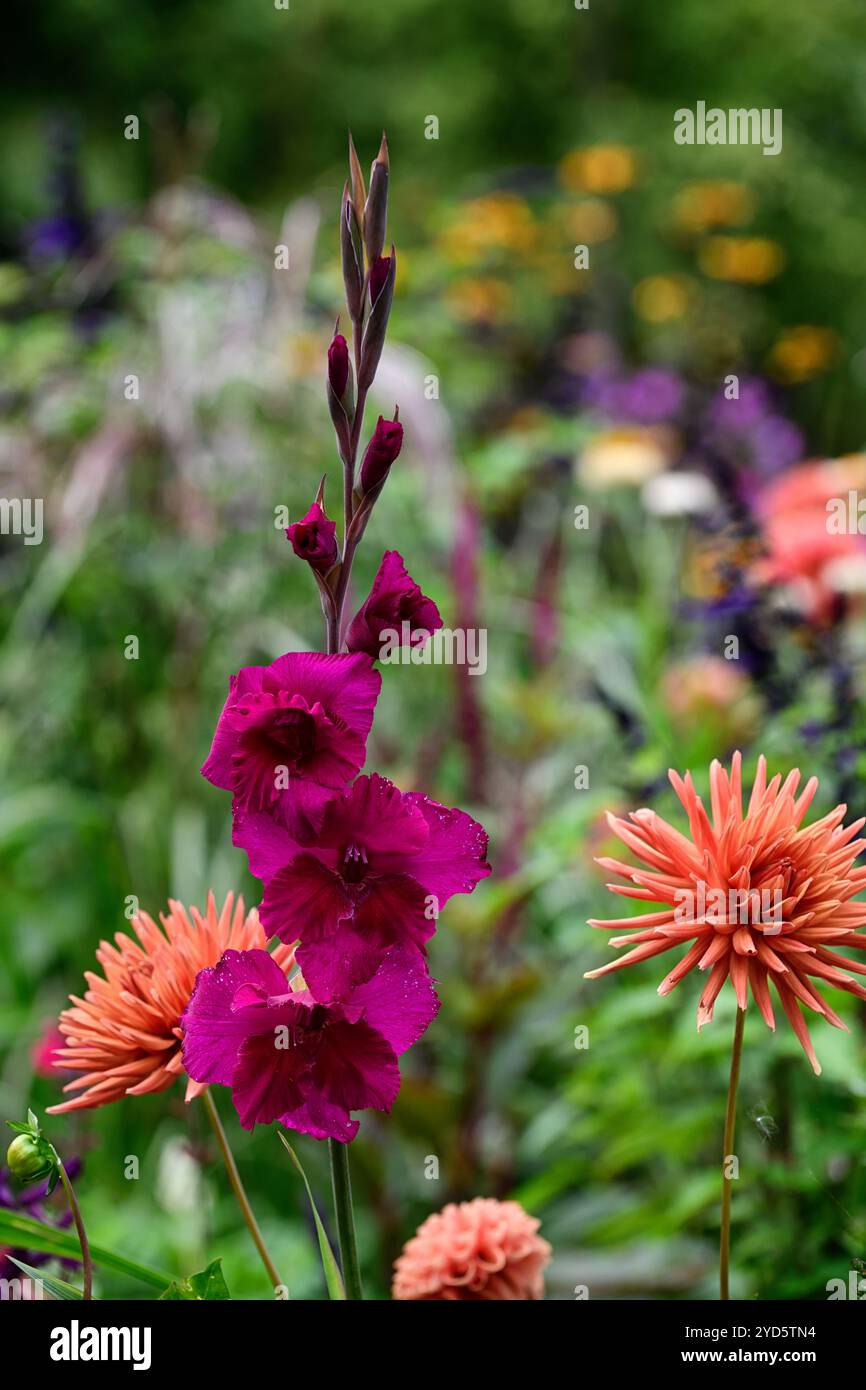 Gladiolus grandiflora prune à sucre ; dahlia orange d'automne ; fleurs orange et violettes ; schéma de plantation mixte ; lit mixte ; bordure mixte ; dahlia et glaïeuls Banque D'Images