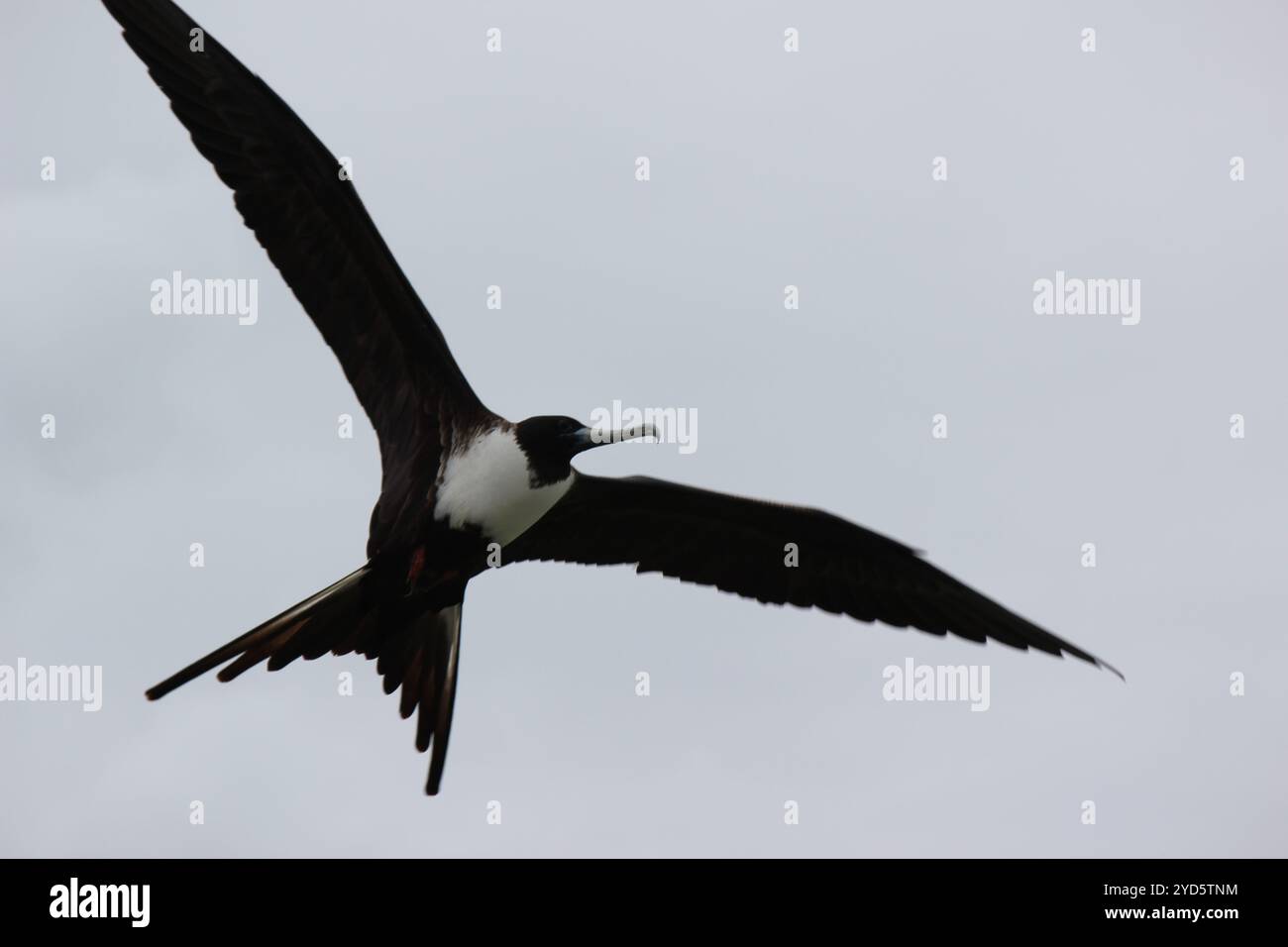 Oiseaux volants comme symbole de liberté Banque D'Images