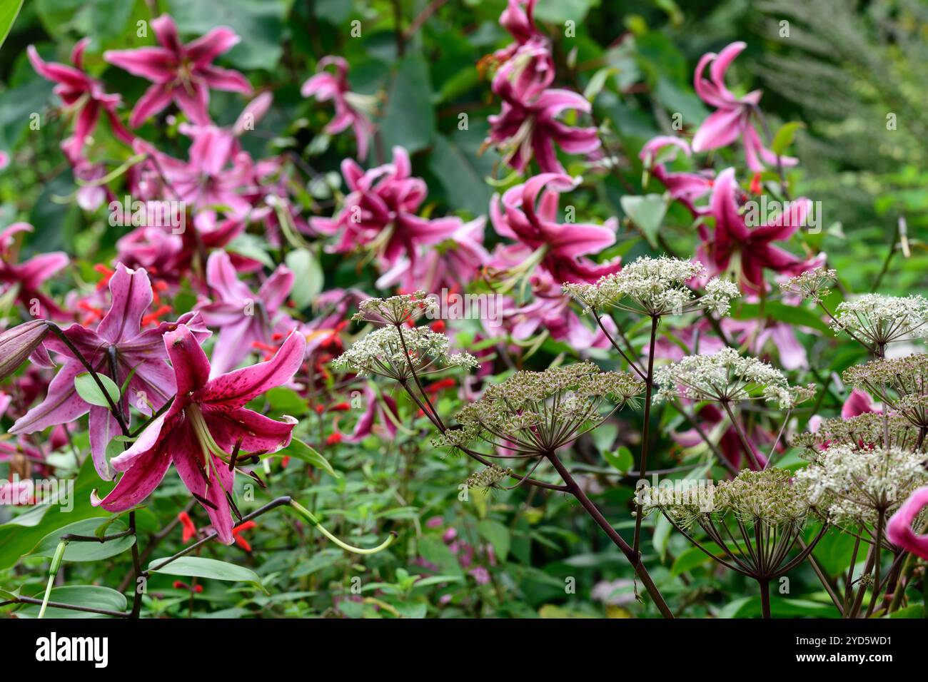 Lilium Miss Feya, fleurs rouge foncé, fleurs de lys rouge foncé, lys Miss Feya, RM Floral Banque D'Images