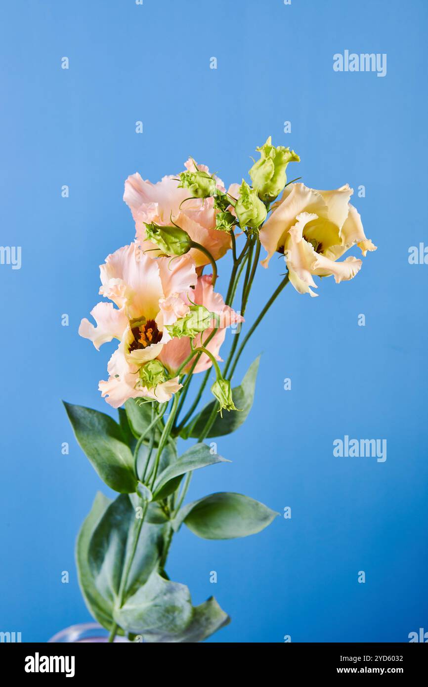 Bouquet d'Eustoma, communément appelé lisianthus, gentiane des prairies ou bluebell du texas Banque D'Images