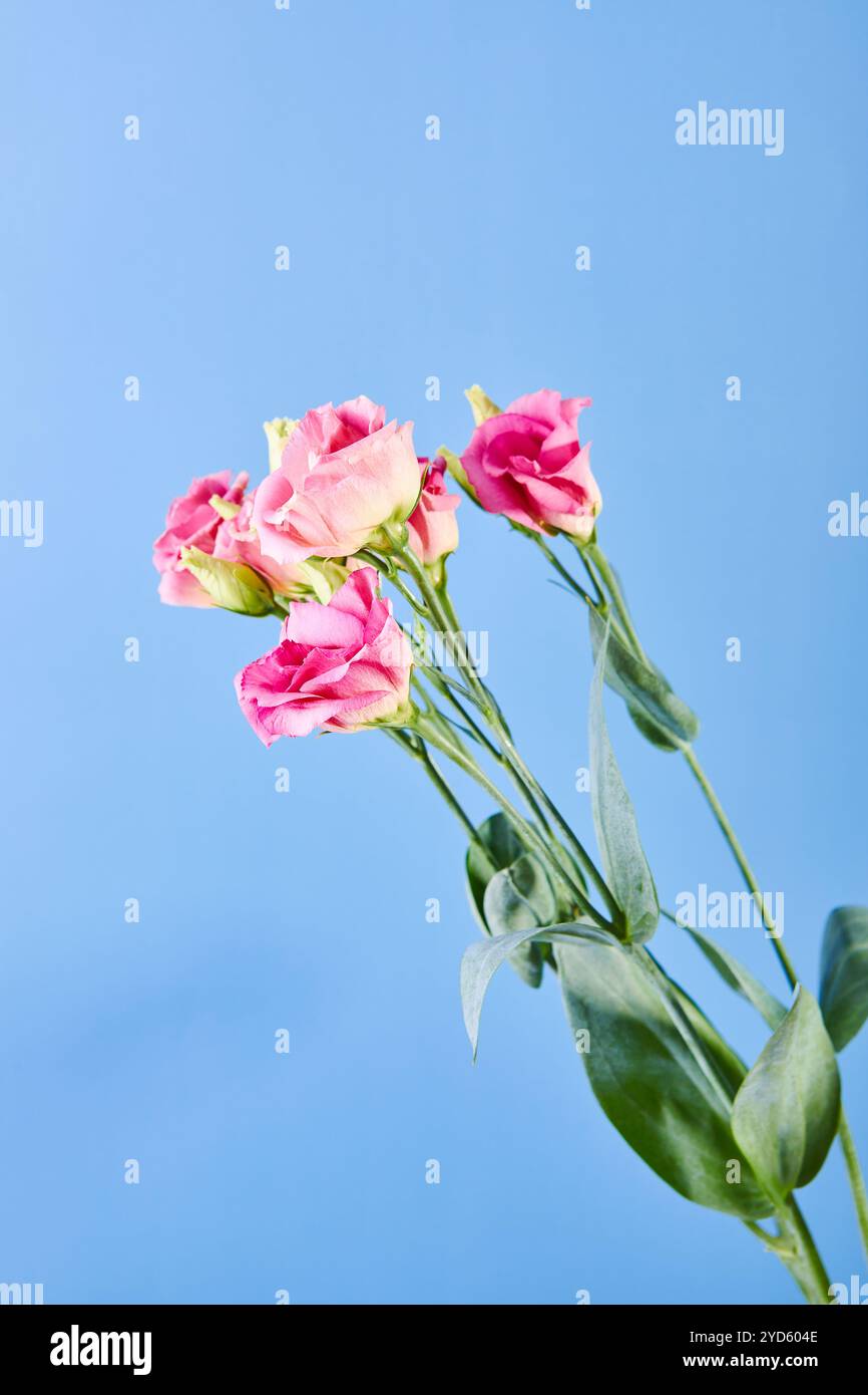 Bouquet d'Eustoma, communément appelé lisianthus, gentiane des prairies ou bluebell du texas Banque D'Images