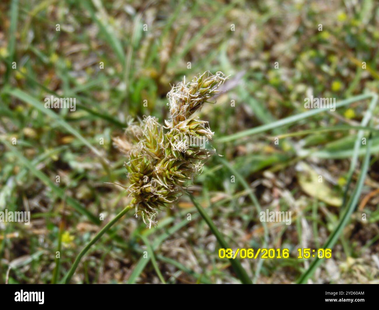 Sables (Carex arenaria) Banque D'Images