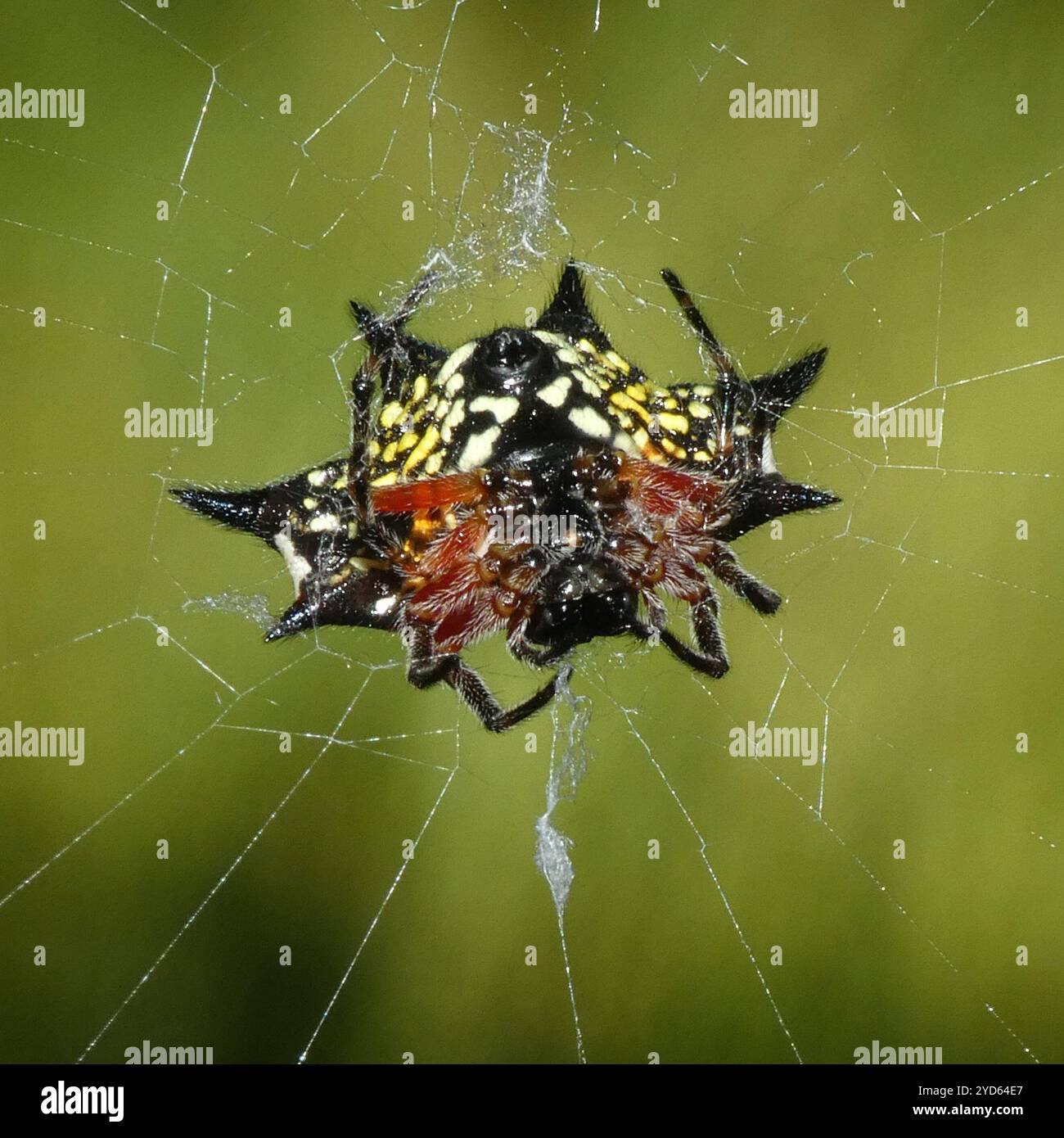 Shorthorn Kitespider (Gasteracantha sanguinolenta) Banque D'Images