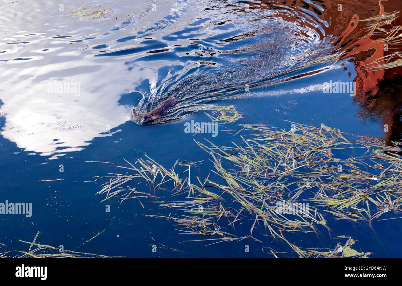 Un grand Coypu nageant dans la rivière Eure, Chartres, France Banque D'Images
