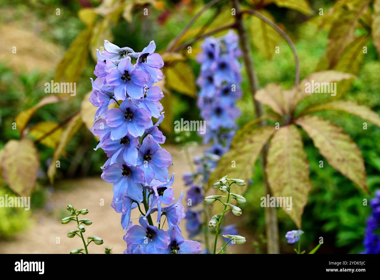 delphinium elatum morgentau, épi de fleur de delphium, épis de fleur, flèche de fleur, flèches de fleur, grand delphinium fleuri, fleurs bleu clair, glo rose clair Banque D'Images