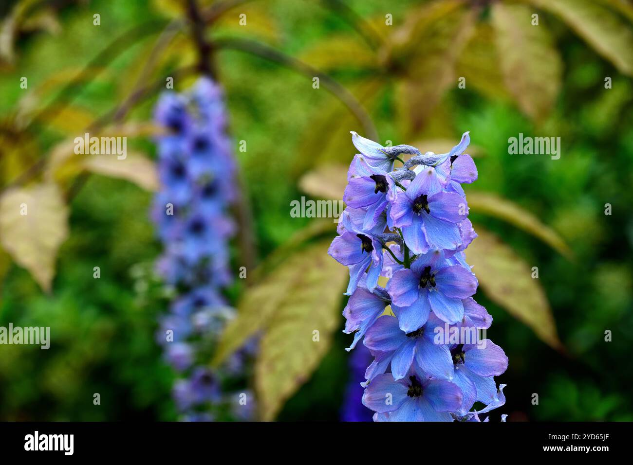 delphinium elatum morgentau, épi de fleur de delphium, épis de fleur, flèche de fleur, flèches de fleur, grand delphinium fleuri, fleurs bleu clair, glo rose clair Banque D'Images