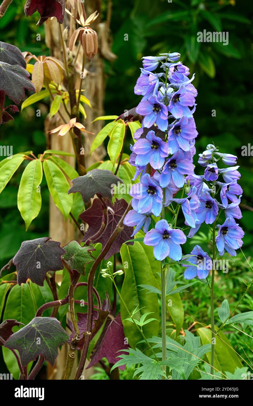 delphinium elatum morgentau, épi de fleur de delphium, épis de fleur, flèche de fleur, flèches de fleur, grand delphinium fleuri, fleurs bleu clair, glo rose clair Banque D'Images