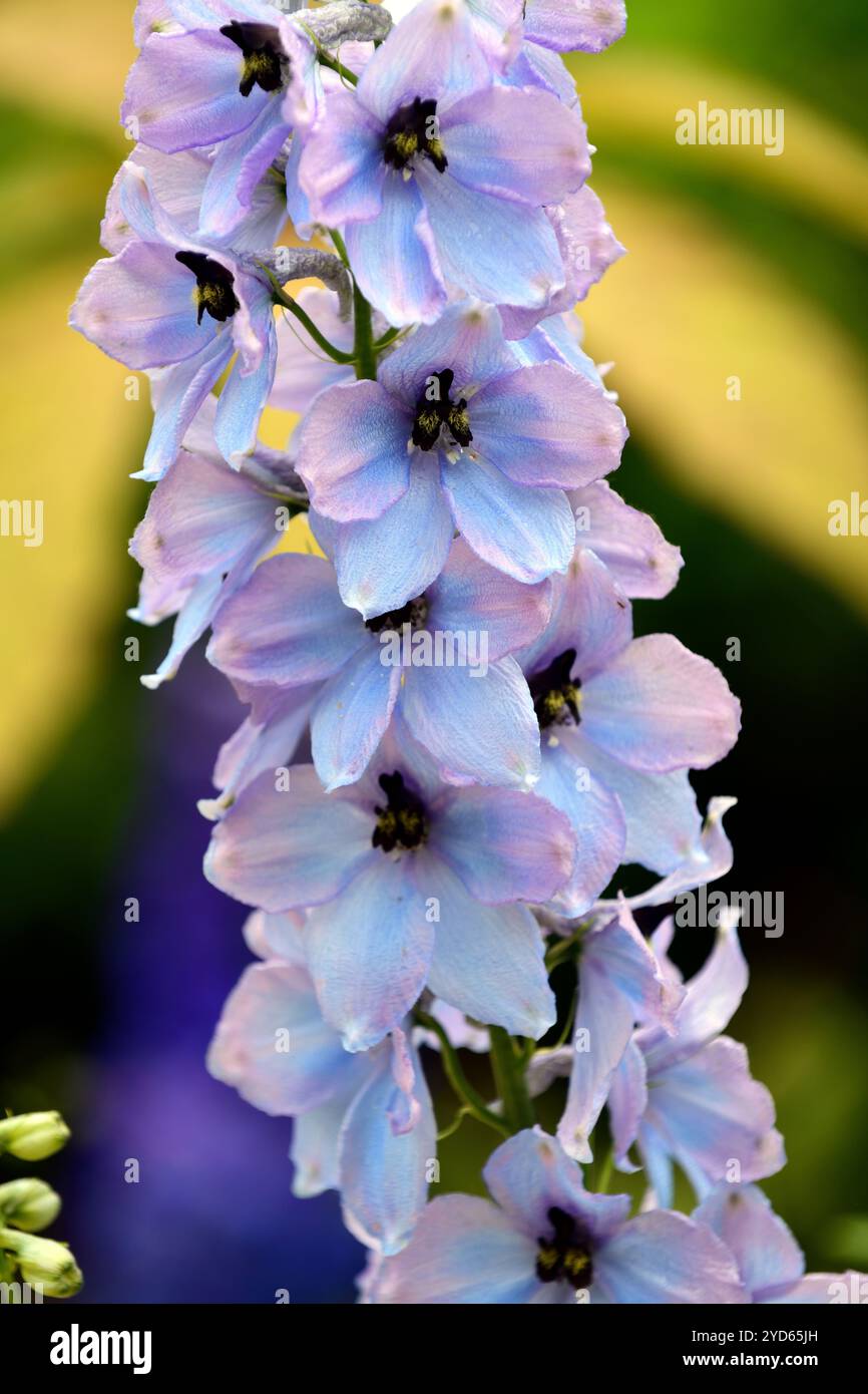 delphinium elatum morgentau, épi de fleur de delphium, épis de fleur, flèche de fleur, flèches de fleur, grand delphinium fleuri, fleurs bleu clair, glo rose clair Banque D'Images
