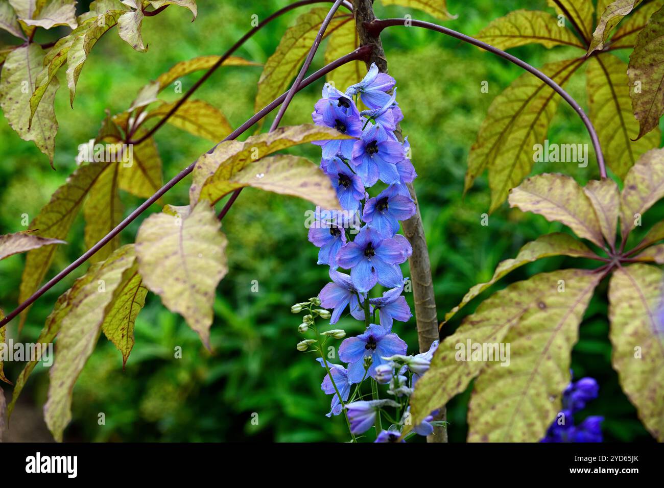 delphinium elatum morgentau, épi de fleur de delphium, épis de fleur, flèche de fleur, flèches de fleur, grand delphinium fleuri, fleurs bleu clair, glo rose clair Banque D'Images