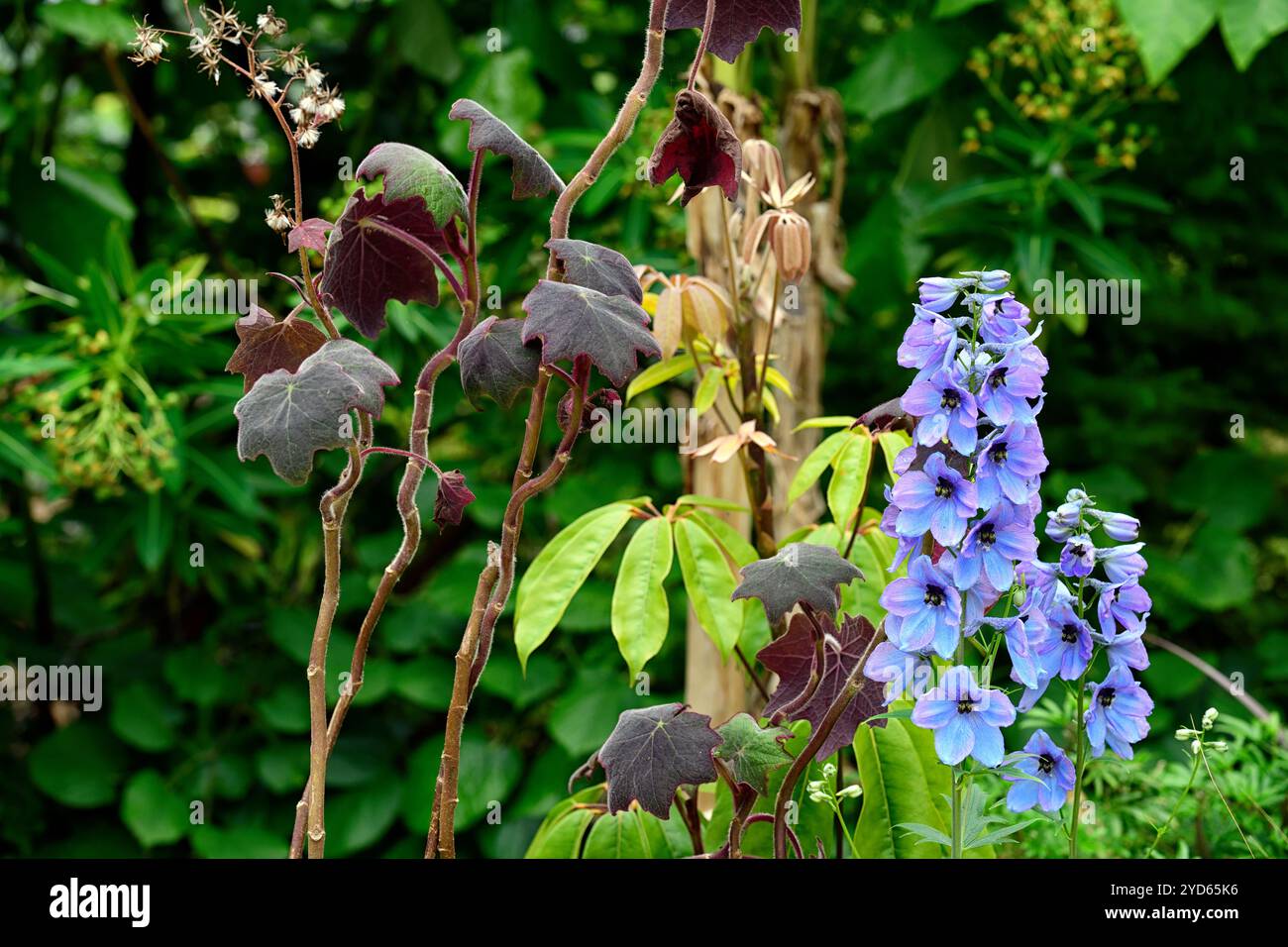 delphinium elatum morgentau, épi de fleur de delphium, épis de fleur, flèche de fleur, flèches de fleur, grand delphinium fleuri, fleurs bleu clair, glo rose clair Banque D'Images
