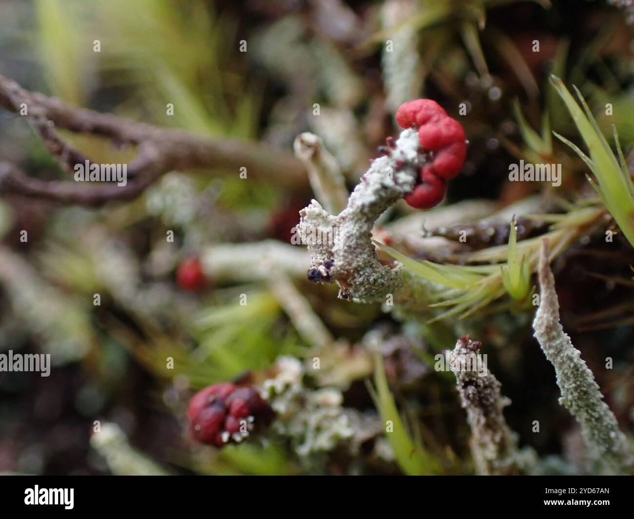 Soldats jouets (Cladonia bellidiflora) Banque D'Images