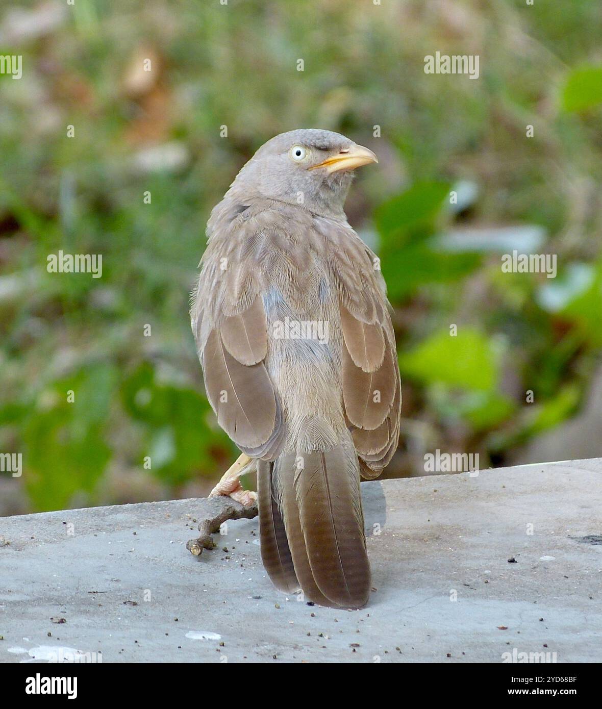 Jungle Babbler (Argya striata) Banque D'Images
