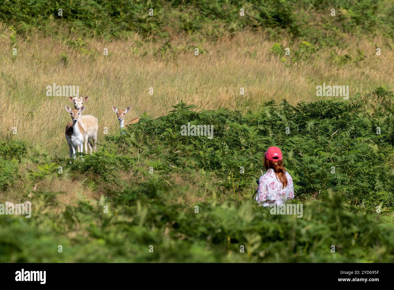Femme en vêtements lumineux marchant à travers la campagne verte, regardant des cerfs, un jour ensoleillé. Bradgate Park, Leicestershire, Angleterre. Banque D'Images