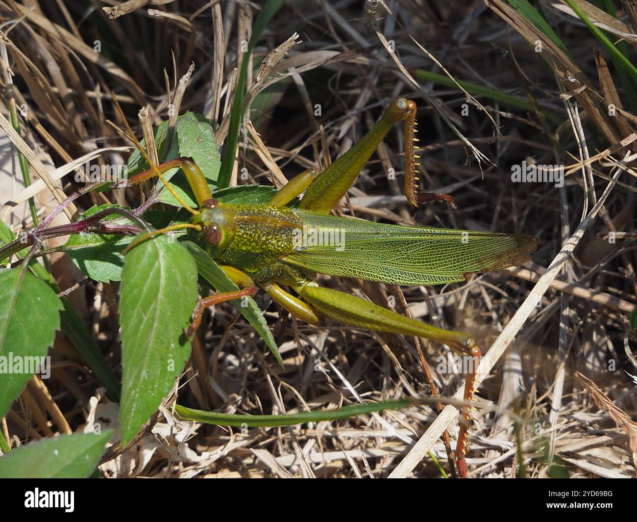 Grande sauterelle verte (Chondracris rosea) Banque D'Images