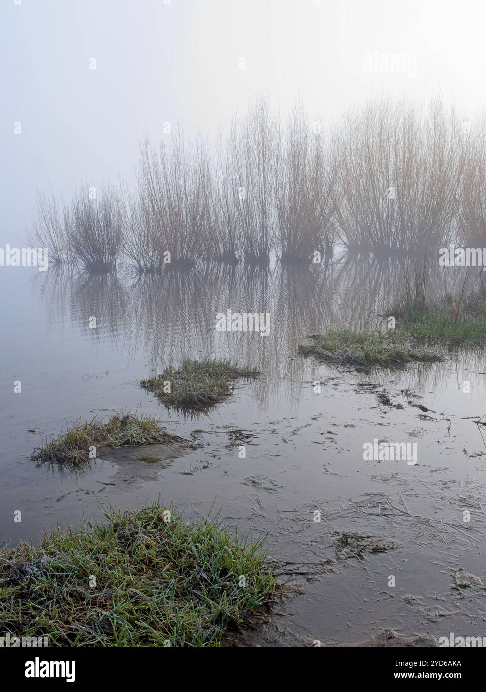 Pelouses et plantes dans un étang. Banque D'Images
