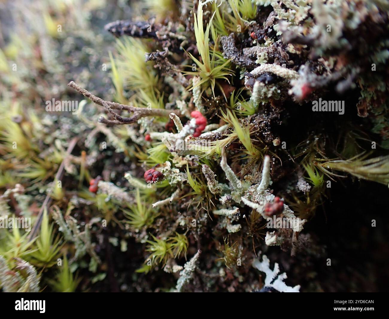 Soldats jouets (Cladonia bellidiflora) Banque D'Images