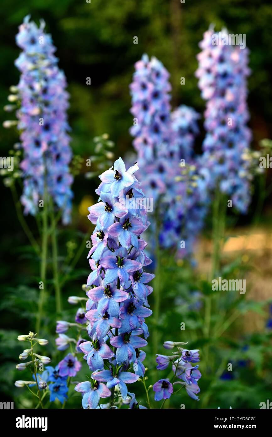 Delphinium morgentau, grand delphinium fleuri, fleurs bleu clair, fleurs bleues avec lueur rose clair et oeil noir, delphinium fleuri, RM Floral Banque D'Images