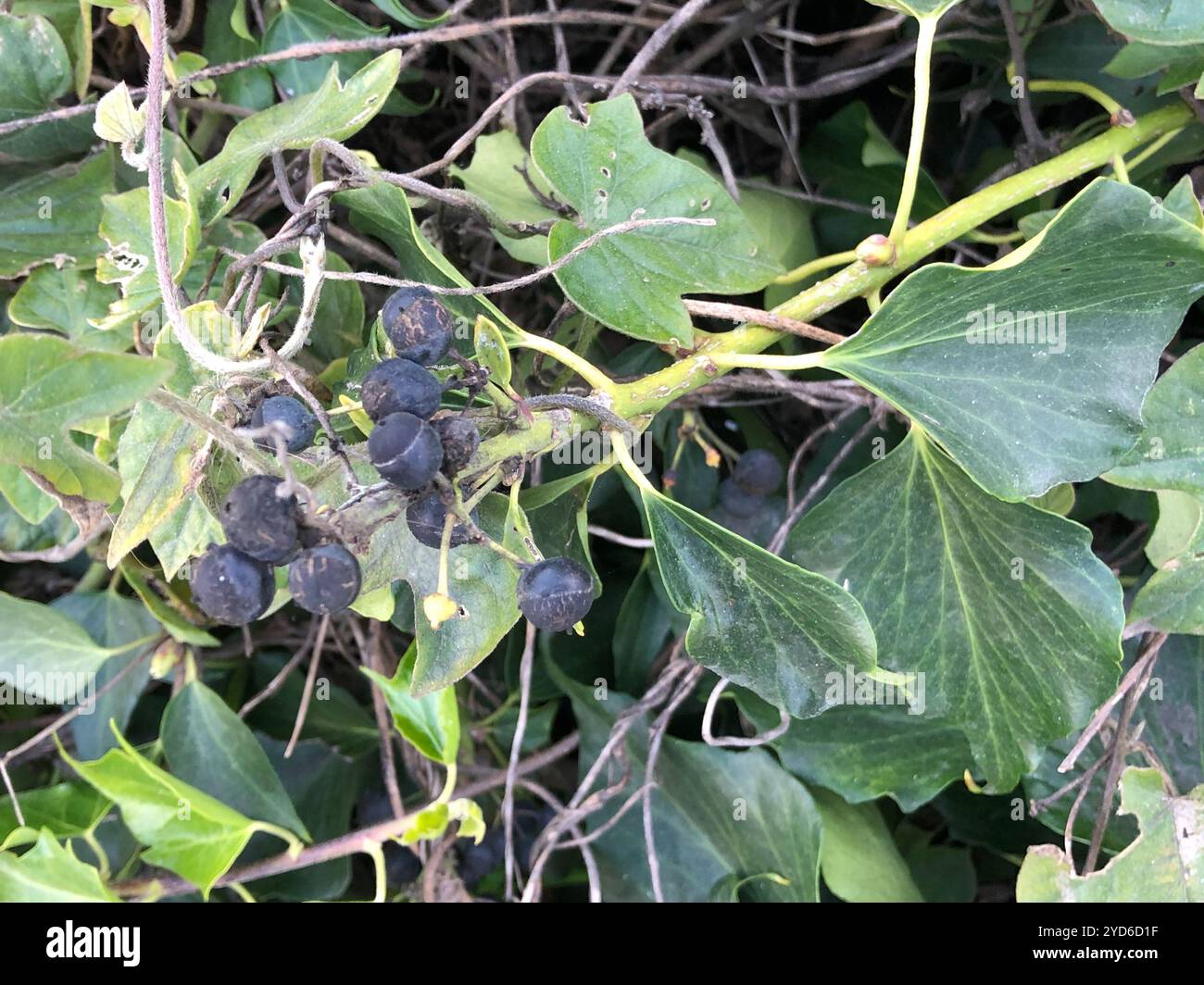 Îles Canaries Ivy (Hedera canariensis) Banque D'Images