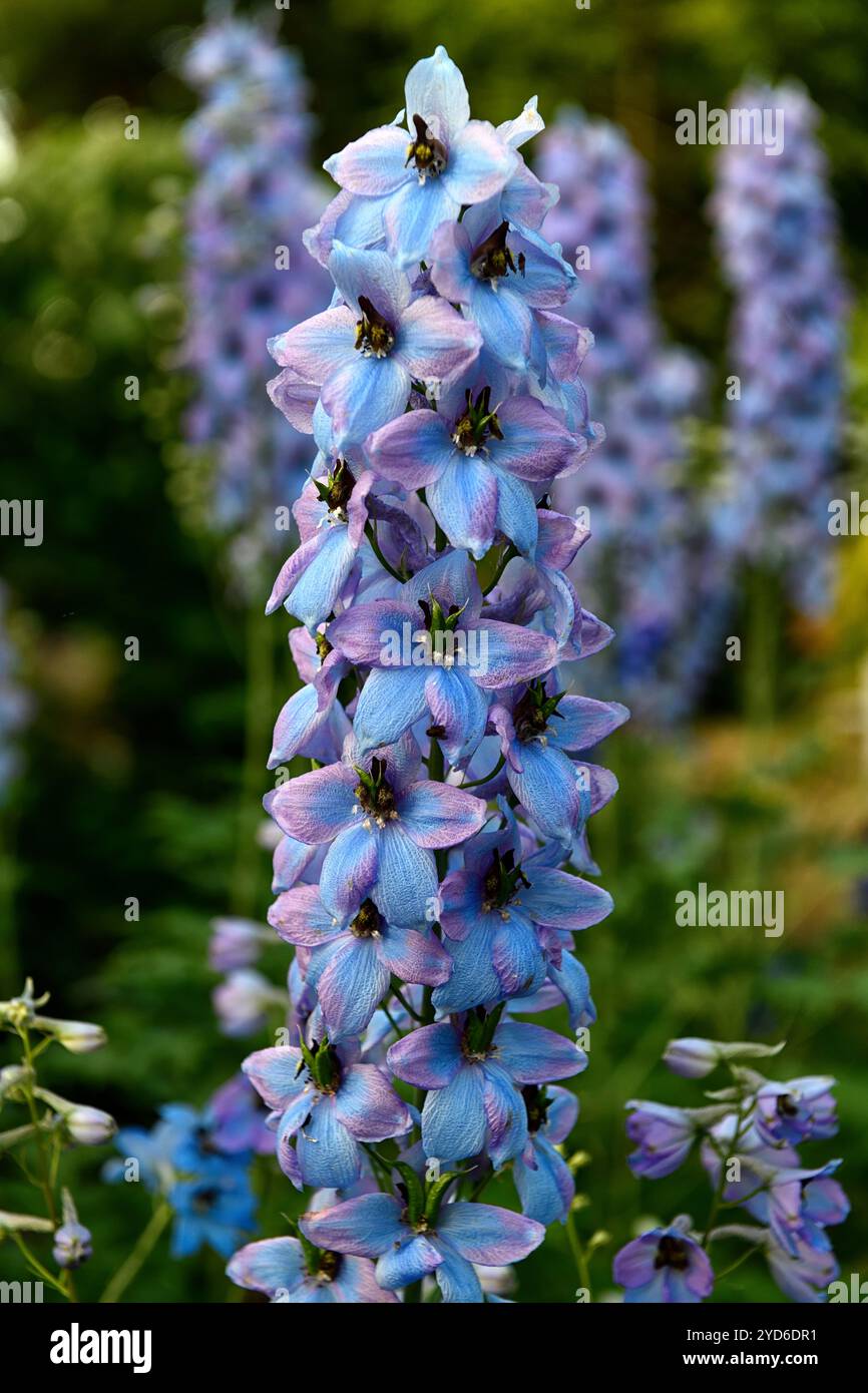 Delphinium morgentau, grand delphinium fleuri, fleurs bleu clair, fleurs bleues avec lueur rose clair et oeil noir, delphinium fleuri, RM Floral Banque D'Images