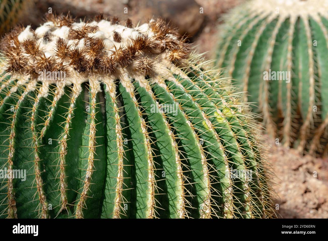 Le cactus en tonneau doré est également connu sous le nom de boule dorée ou coussin de belle-mère Echinocactus grusonii anagoria dans le jardin botanique Banque D'Images