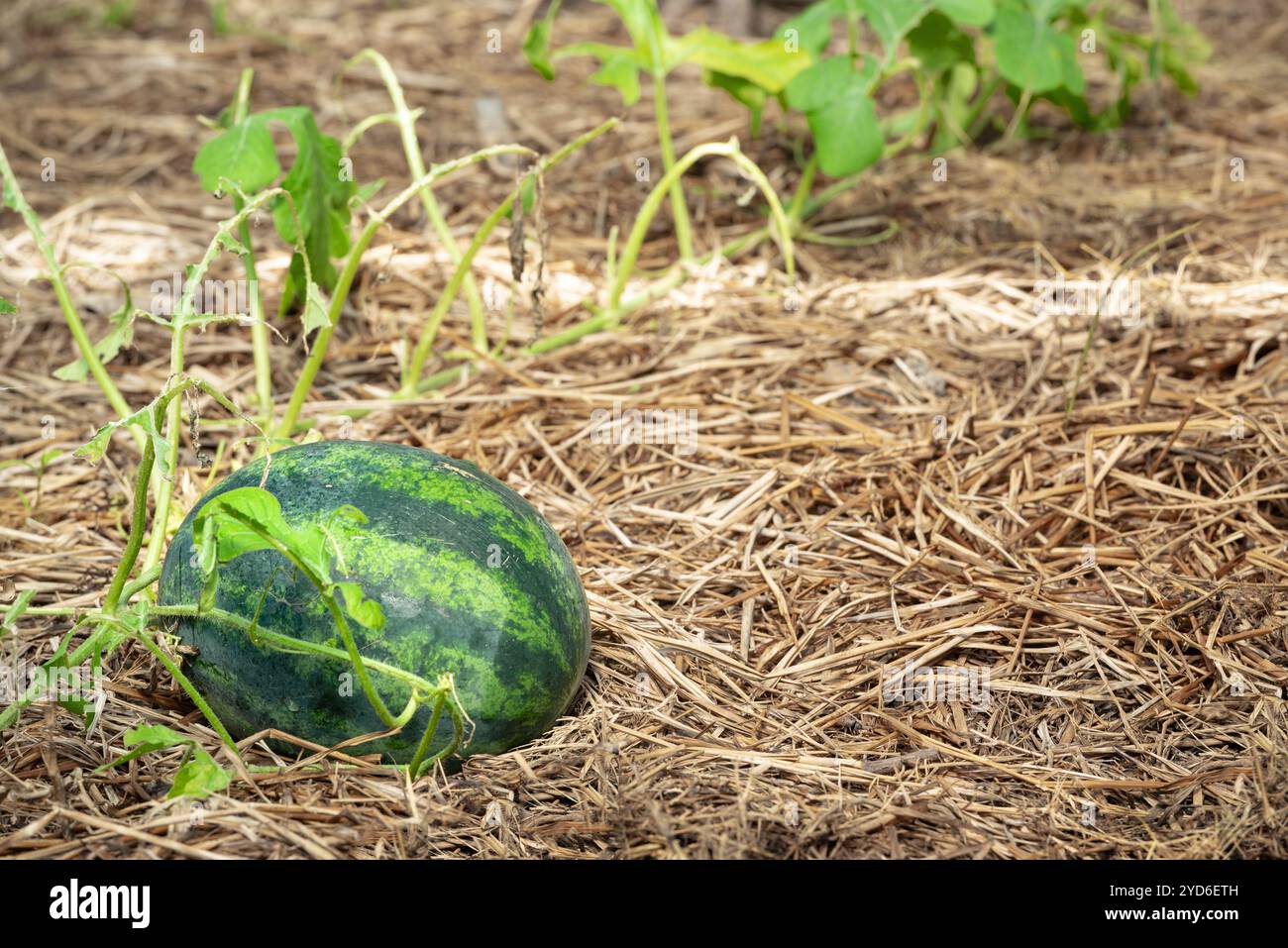 Agriculture plantes de pastèque poussant dans le champ gros fruit melon d'eau d'été Banque D'Images