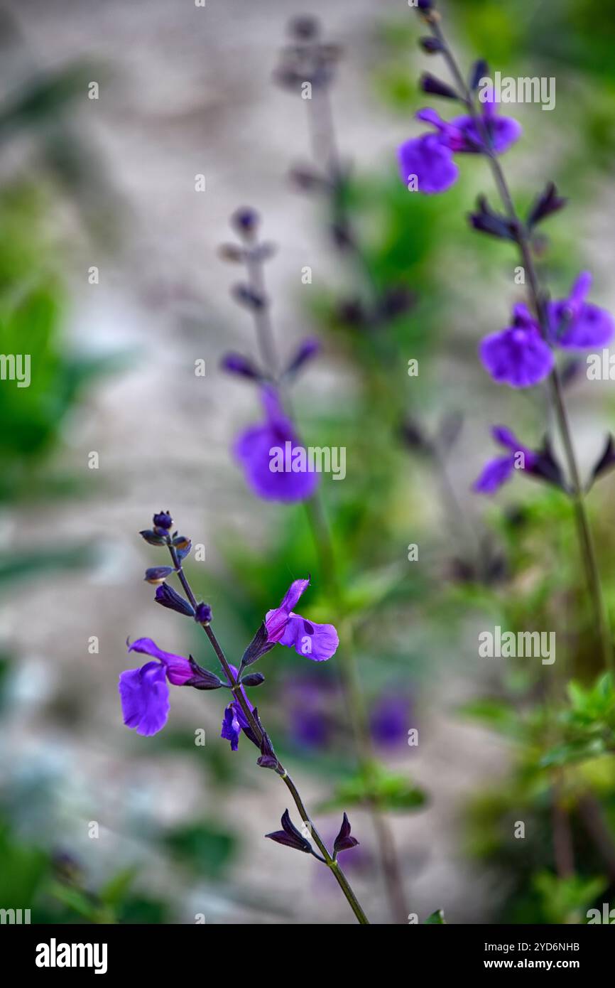 salvia gea Viola, sauge d'automne, sages, sauge fleurie, fleurs violettes, fleurs violettes, floraison, RM Floral Banque D'Images