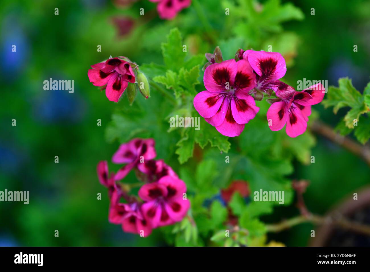 pelargonium brunswick,Pelargonium Brunswick - Regal Geranium,Pelargonium x domesticum Brunswick,parfumé,parfum épicé boisé,géranium parfumé,rose corail Banque D'Images