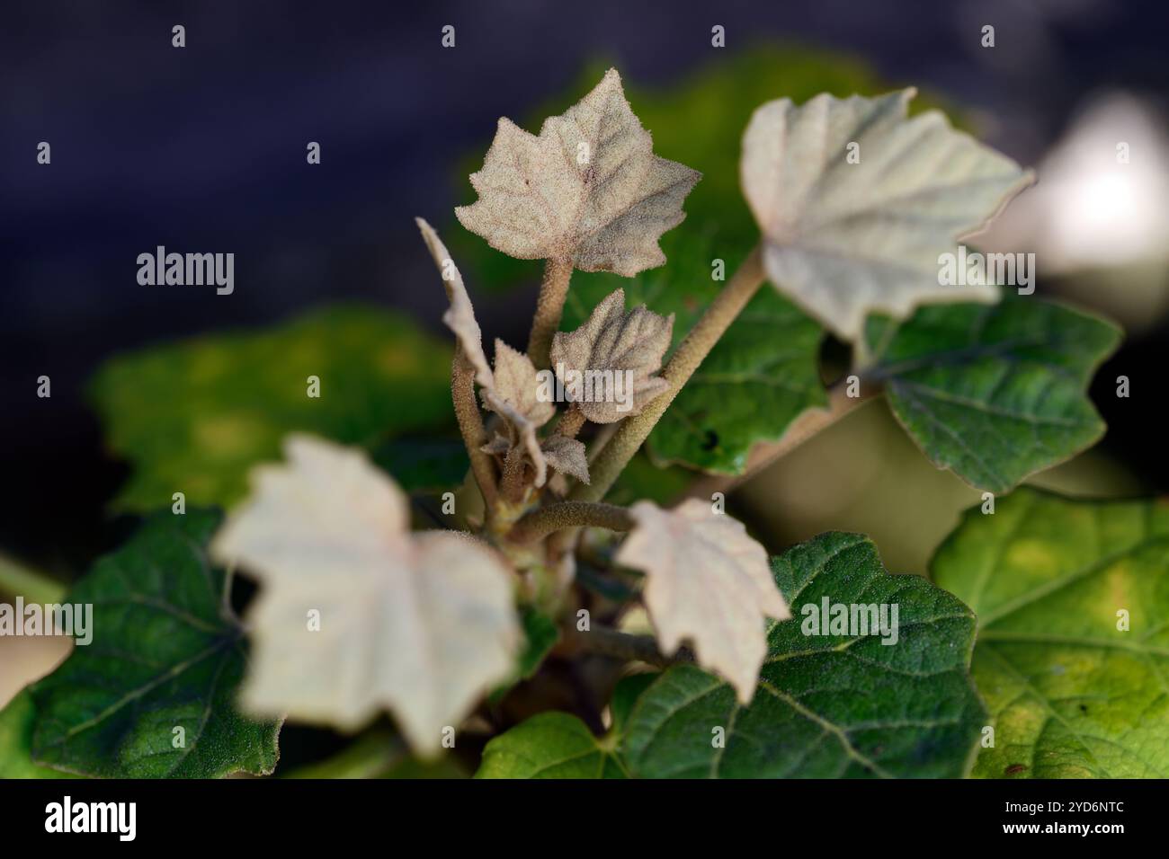 Sinopanax formosanus, feuilles, feuillage, Araliad ornemental, aralia taïwanais, feuillage ornemental, RM Floral Banque D'Images