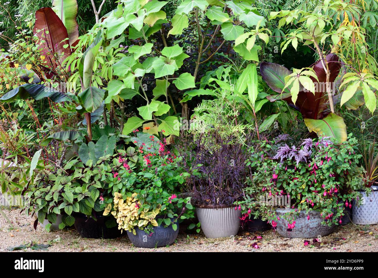 plantation de conteneurs tropicaux, plantation de pots tropicaux, schéma de plantation de pots, pots tropicaux, schéma de plantation inhabituel, salvia, fuschia, gingembre, banane, ensete, Banque D'Images