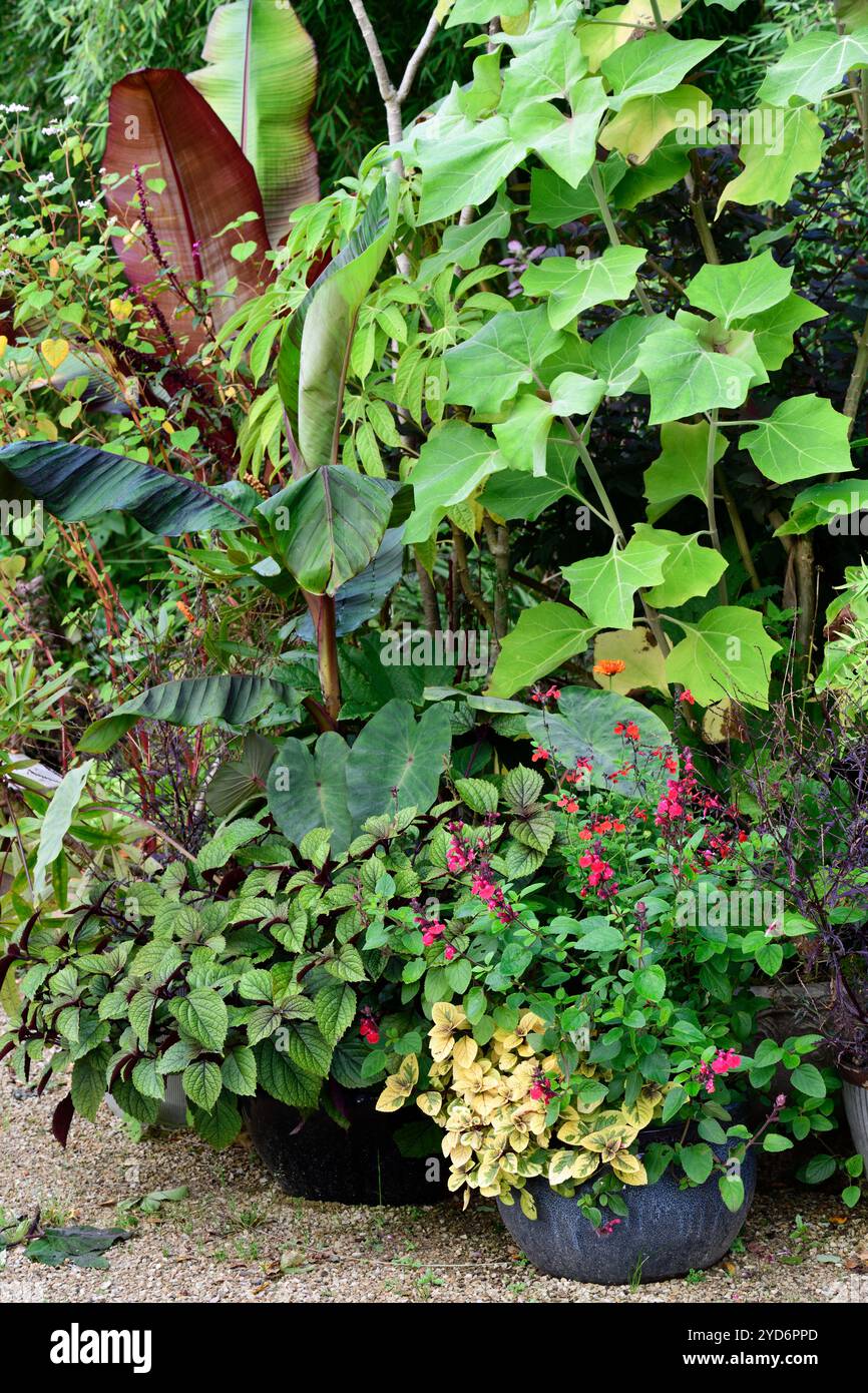 plantation de conteneurs tropicaux, plantation de pots tropicaux, schéma de plantation de pots, pots tropicaux, schéma de plantation inhabituel, salvia, fuschia, gingembre, banane, ensete, Banque D'Images
