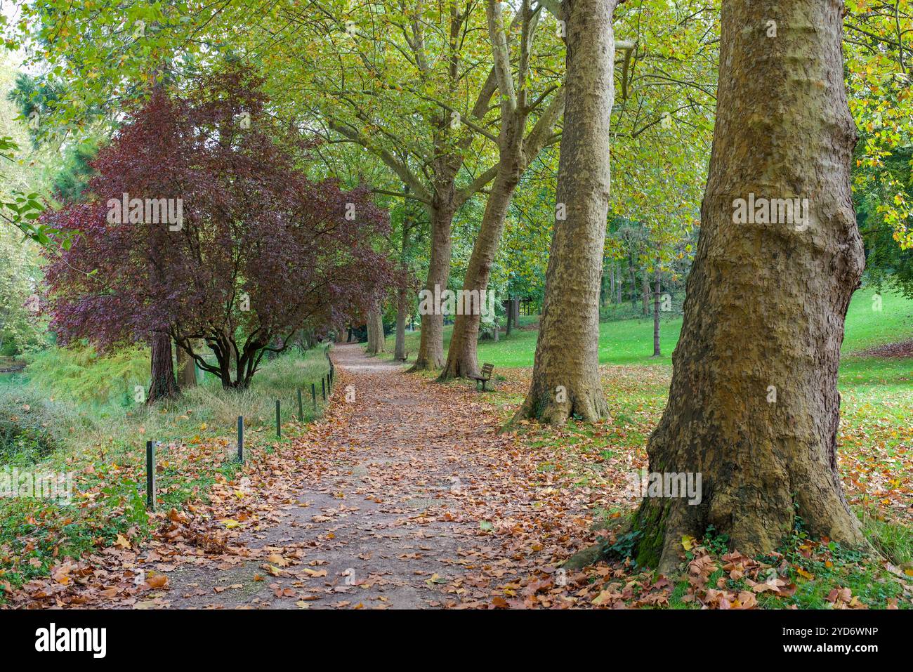 Paysage d'automne. Sentier tranquille bordé d'arbres et de bancs. Banque D'Images