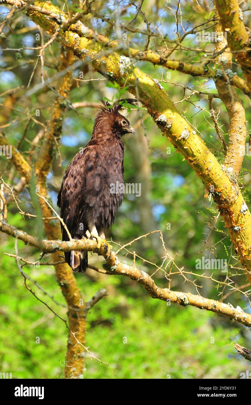 Aigle à crête longue - Lophaetus occipitalis dans le parc national Queen Elizabeth - Ouganda Banque D'Images