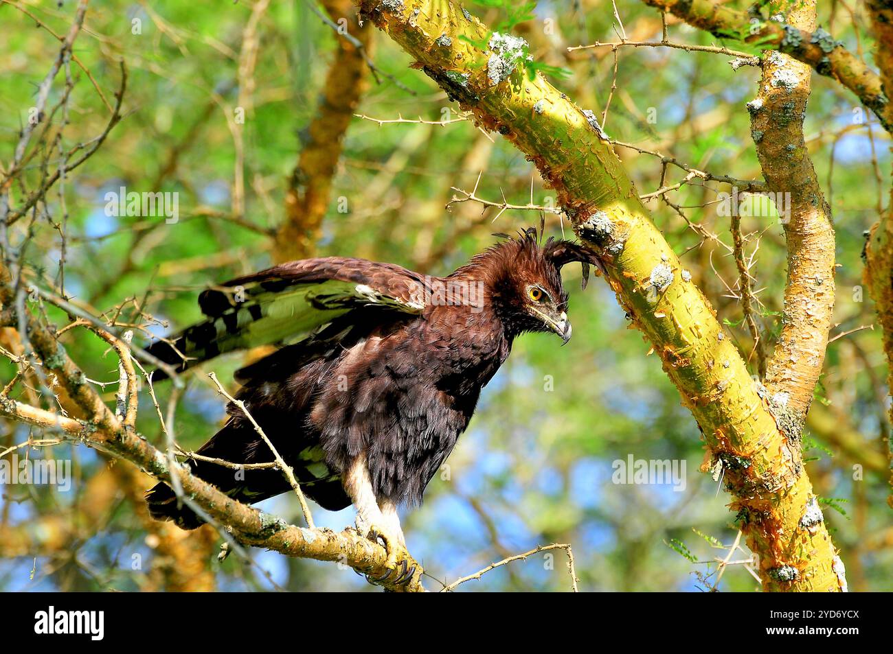 Aigle à crête longue - Lophaetus occipitalis dans le parc national Queen Elizabeth - Ouganda Banque D'Images