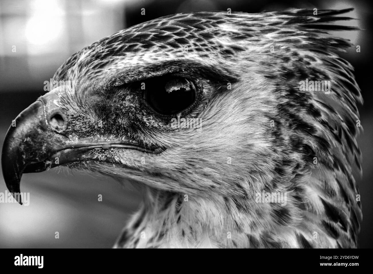 Gros plan d'un jeune aigle maréchal (Polemaetus bellicosus) dans le parc national Queen Elizabeth en Ouganda Banque D'Images