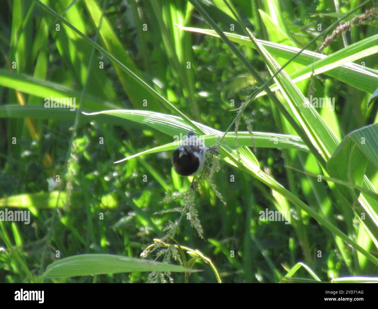 Mannikin de bronze austral (Spermestes cucullata scutata) Banque D'Images